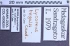 Etiketten zu Lycoreus regalis (Candèze, 1857) (NHMW-ZOO-COL-0008201)